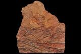 Silurian Fossil Crinoid (Scyphocrinites) Plate - Morocco #118541-1